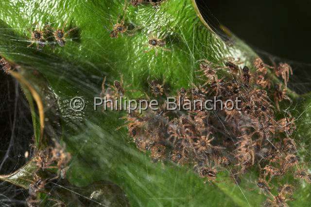 Pisauridae_0136.JPG - France, Morbihan (56), Araneae, Pisauridae, Pisaure admirable (Pisaura mirabilis), bébés araignées dans la toile pouponnière, Young spiders of Nursery web spider